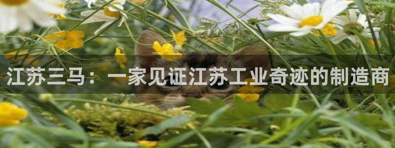 华视娱乐 摩根 王琛